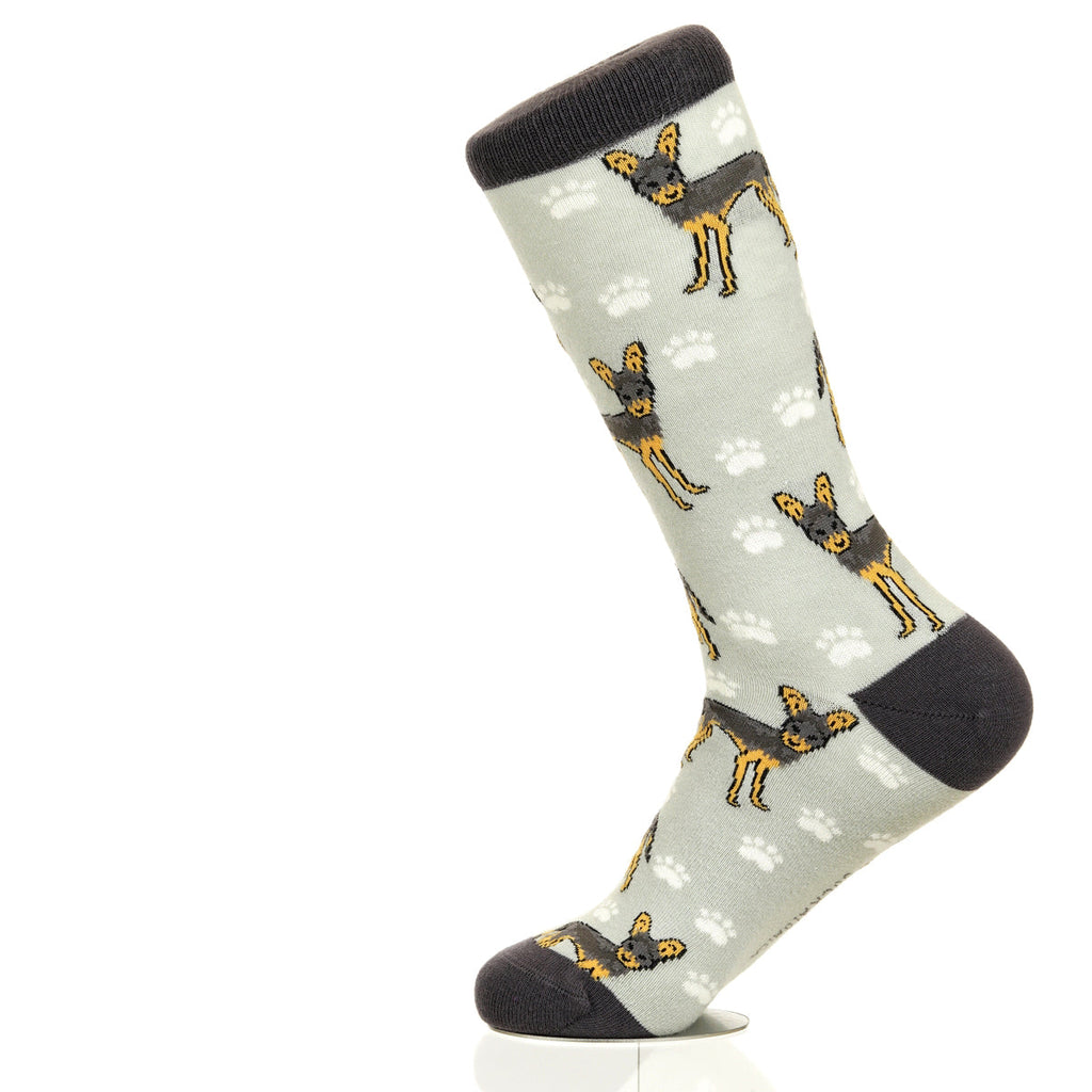 Chihuahua | Plenty of Pups