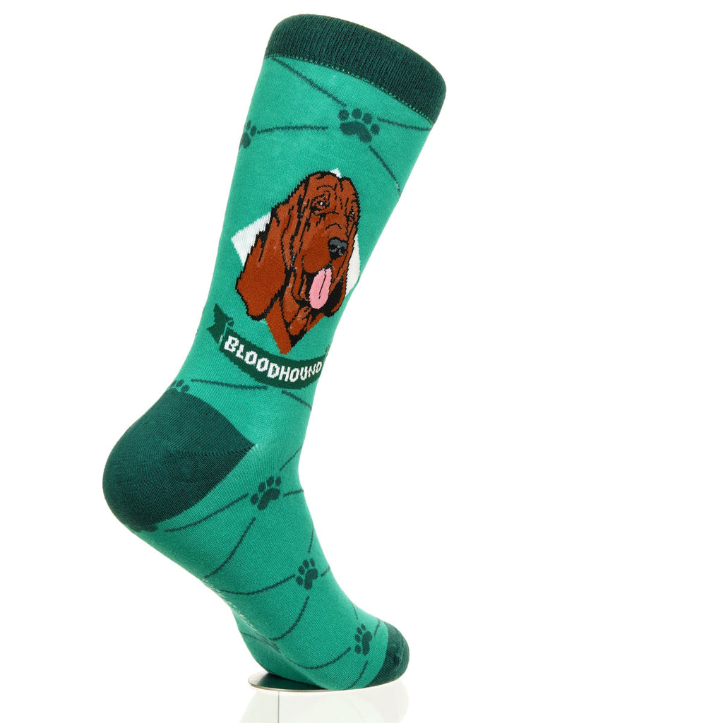 Bloodhound | Argyle Pups