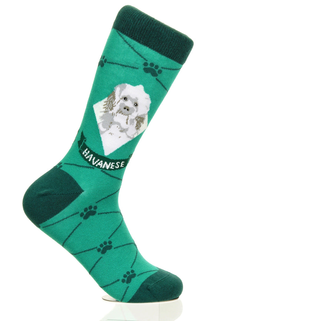 Havanese | Argyle Pups