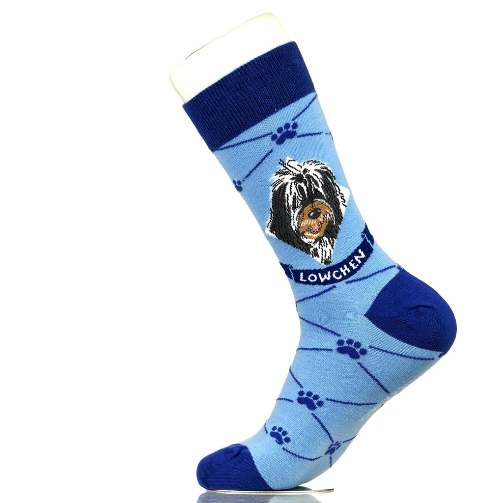 Lowchen | Argyle Pups